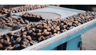 Coffee Processing: Natural Process Vs Washed Coffee