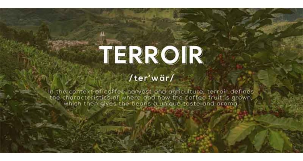 What Is Terroir and How Does It Affect Coffee?