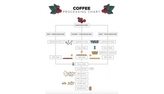 Coffee Processing & Your Cup